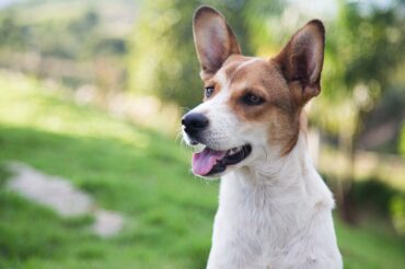 Les chiens font vivre les humains plus longtemps