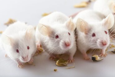 Scientists accidentally discover drug that prevents weight gain in mice