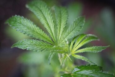 Le cannabis aurait des «effets négatifs et persistants» sur les ados