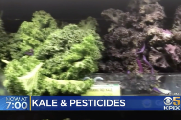 Kale placed 3rd on ‘dirty dozen’ produce pesticide list
