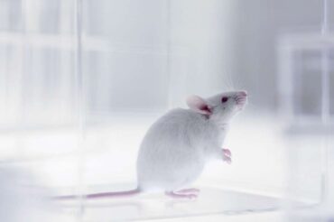 Une thérapie génique a redonné la vue à des souris