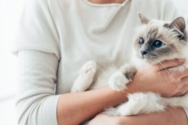 Cat vaccine for allergies could be a real game changer