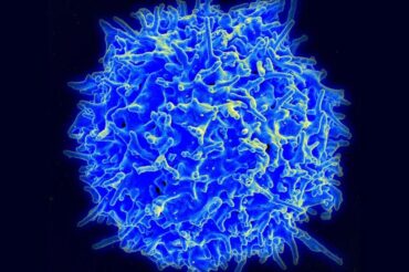 New killer immune cell discovery is a step towards ‘universal’ cancer therapy