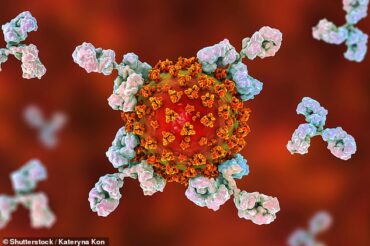 ‘Super-potent’ antibodies may offer Covid-19 therapy