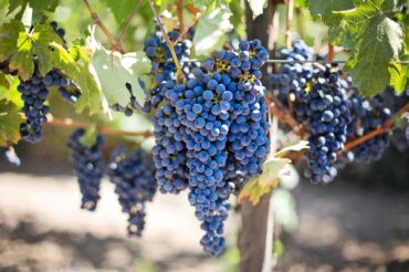 Parkinson’s linked to pesticide exposure in vineyard farmers