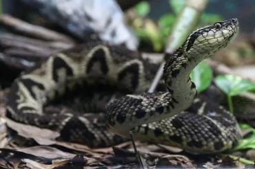 Brazilian viper venom may become tool in fight against coronavirus, study shows