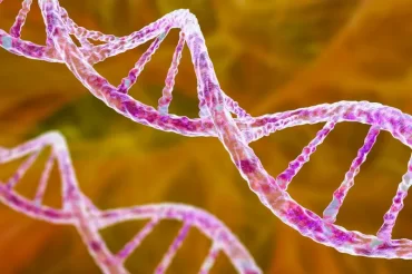 Une seule mutation génétique rend l’homme plus susceptible au cancer