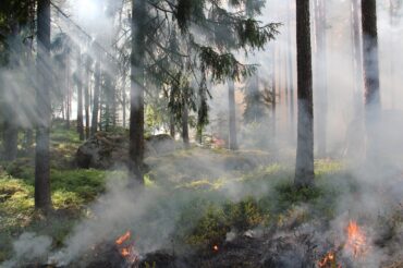 Comment la fumée des feux de forêt impacte-elle notre santé?