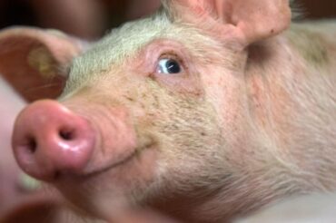 Des scientifiques créent des porcs génétiquement modifiés pour donner leurs organes aux hommes
