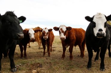 Stop using antibiotics in healthy farm animals, WHO warns