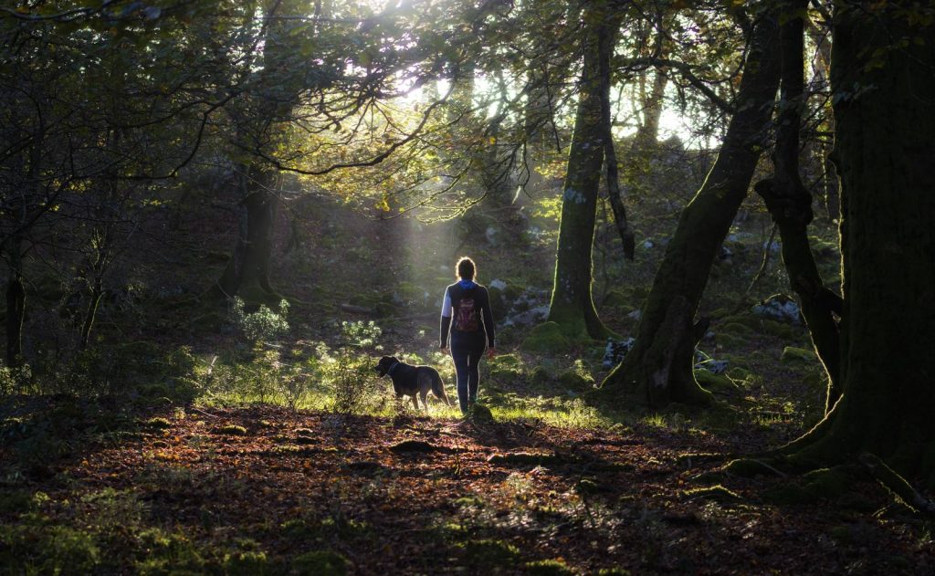‘Forest bathing’ is great for your health. Here’s how to do it
