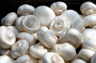 Pourquoi manger des champignons aide à réduire le taux de sucre dans le foie