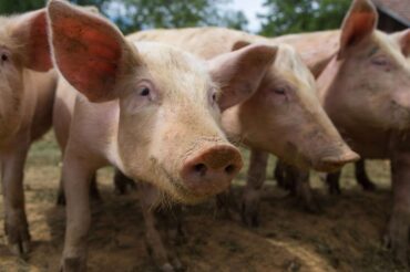 Poumons artificiels : une transplantation réussie chez le cochon