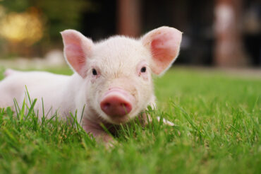 Researchers successfully put bioengineered lungs unto pigs
