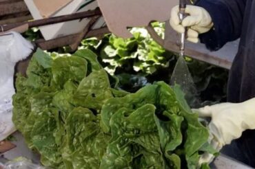 Avoid eating romaine lettuce in Ontario and Quebec amid E. coli outbreak, health officials warn