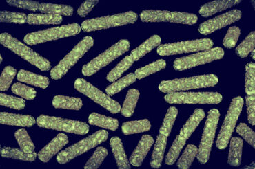 Scientists identify compound that works against antimicrobial-resistant superbugs