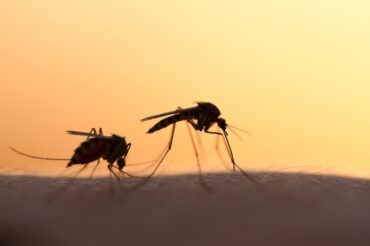 Why do mosquitoes love biting some people more than others?