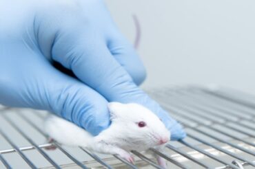In a first, scientists eliminate HIV from an animal’s genome