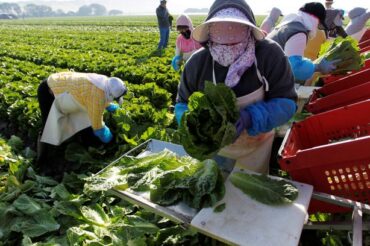 Avoid romaine lettuce from Salinas, Ca., Canadian officials warn