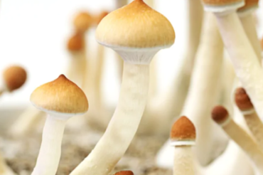 Some doctors, therapists get Health Canada permission to use magic mushrooms