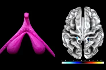 Pour la première fois, des chercheurs identifient la région cérébrale associée au clitoris