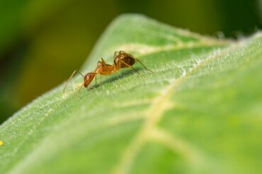 Les fourmis seraient très efficaces pour détecter les cancers