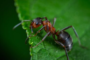 Ants can learn to ‘sniff out’ cancer in patients